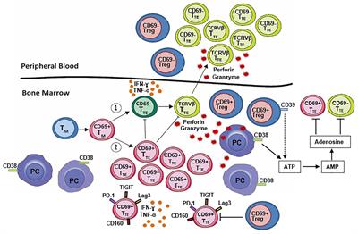 Treg and Oligoclonal Expansion of Terminal Effector CD8+ T Cell as Key Players in Multiple Myeloma